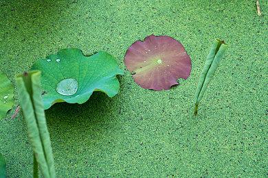 《饿狼传说：狼之城》新参战角色预告：卡恩·R·海莱因